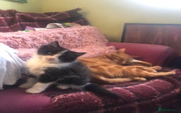 Mixed Breed cats for sale: Male long hair mixed breed kitten - Image 3