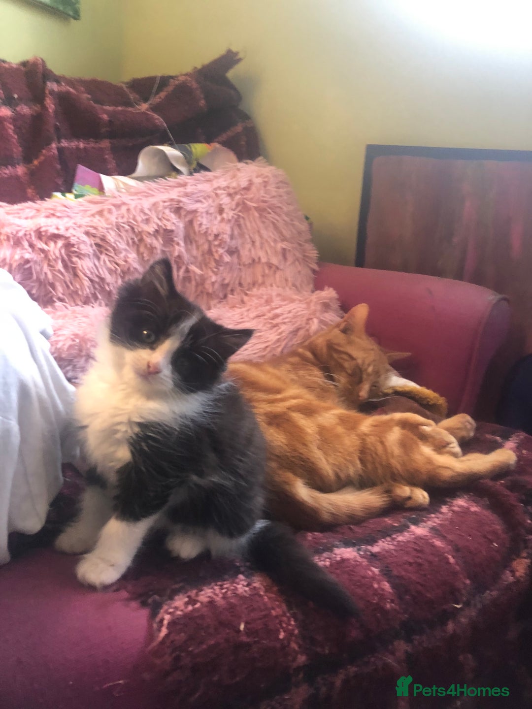 Mixed Breed cats for sale: Male long hair mixed breed kitten - Image 3