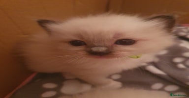Ragdoll cats - Advert 7