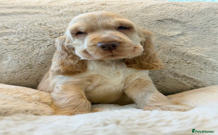 Cocker Spaniel dogs - Advert 11