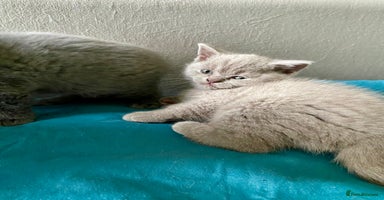 British Shorthair cats - Advert 4