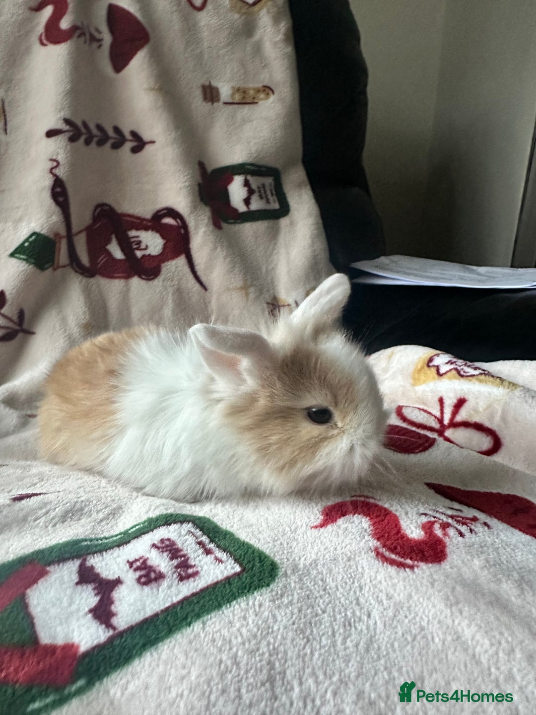 Mini Lop rabbits for sale: Adorable Baby Mini Lops Looking for Loving Homes - Advert 3