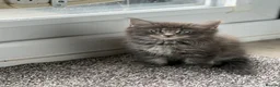 Mixed Breed cats for sale: Beautiful Maine coon cross kittens  - Advert 6