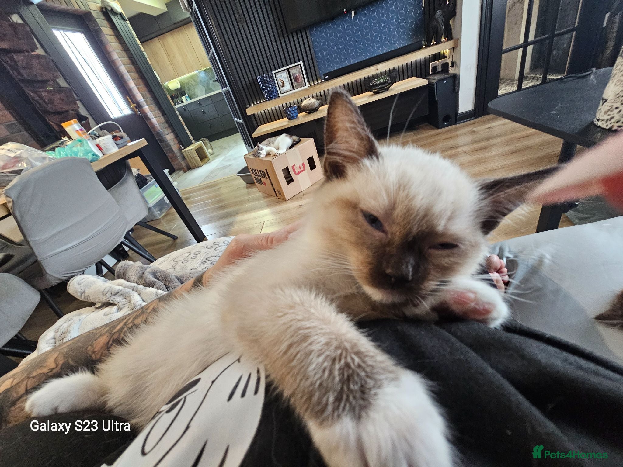 Ragdoll cats Friendly and playfull Ragdoll x  - Advert 2