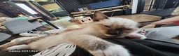 Ragdoll cats for sale: Friendly and playfull Ragdoll x  - Advert 2