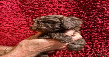 Cockapoo dogs - Advert 13