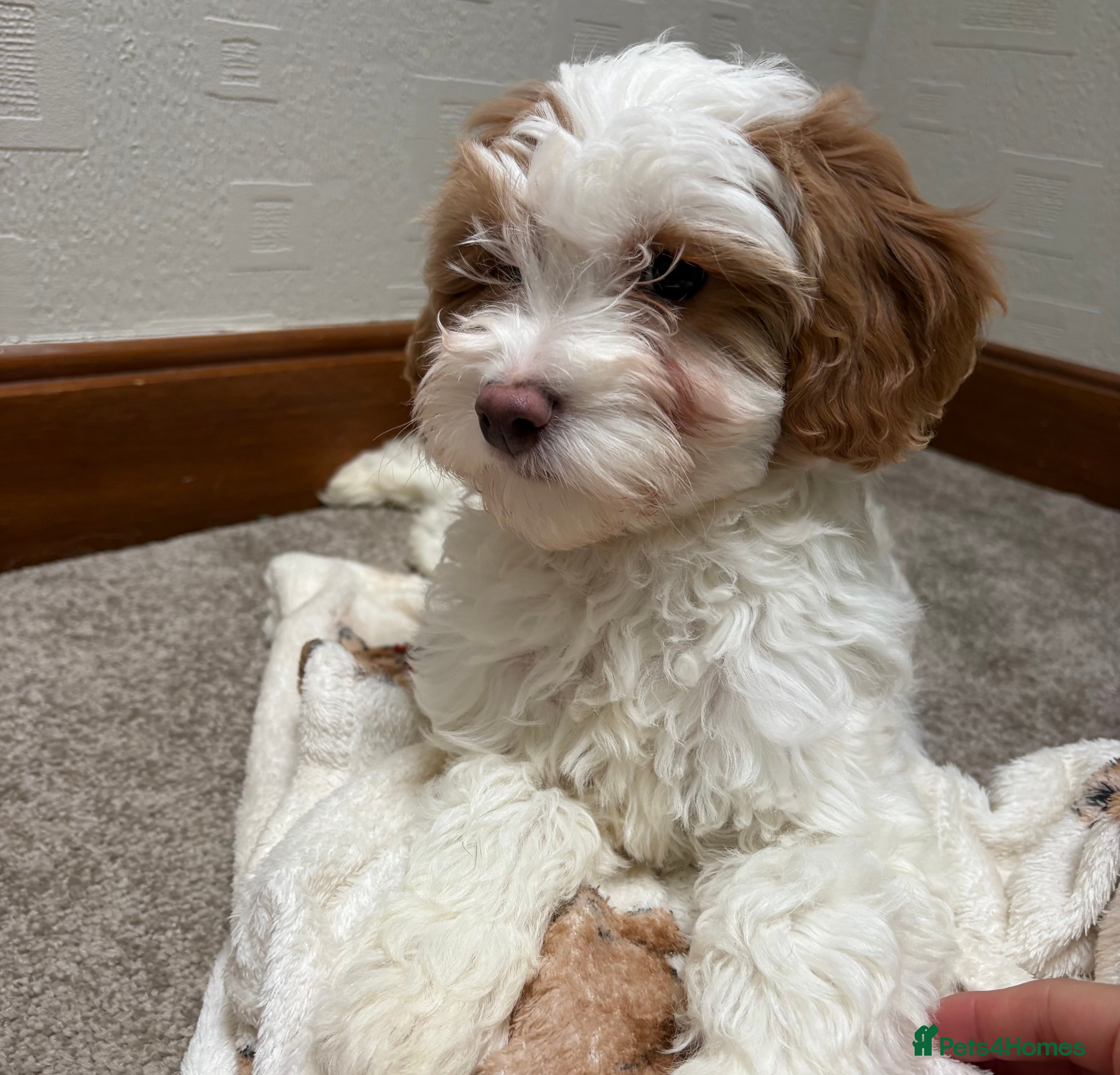 Cavapoochon dogs Cavapoochon puppies  - Advert 1