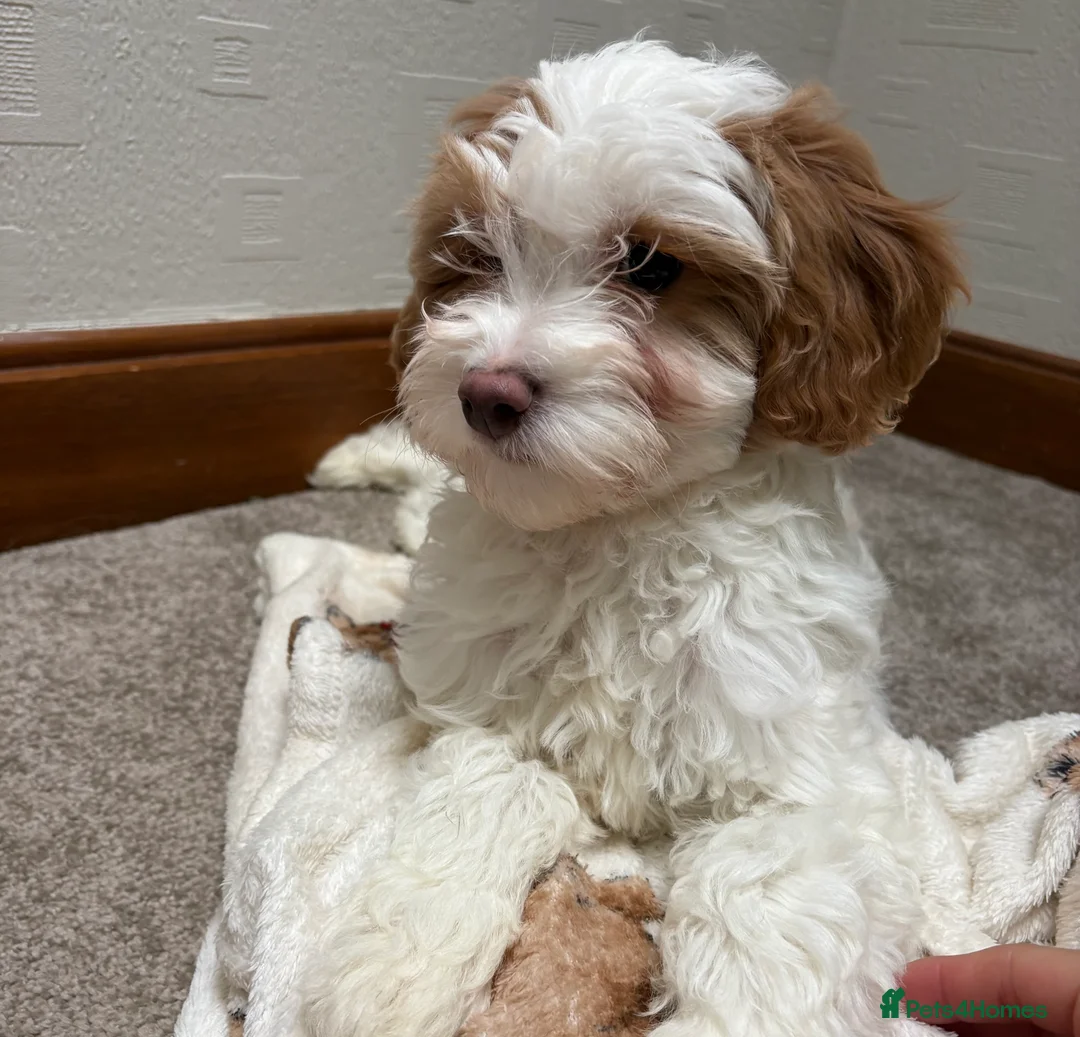 Cavapoochon dogs for sale: Cavapoochon puppies  - Advert 1