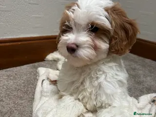 Cavapoochon dogs Cavapoochon puppies - Advert 1