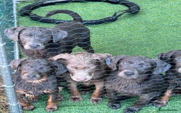 Labrador Retriever dogs for sale: Absolutely stunning charcoal/silver Labrador pups - Image 2