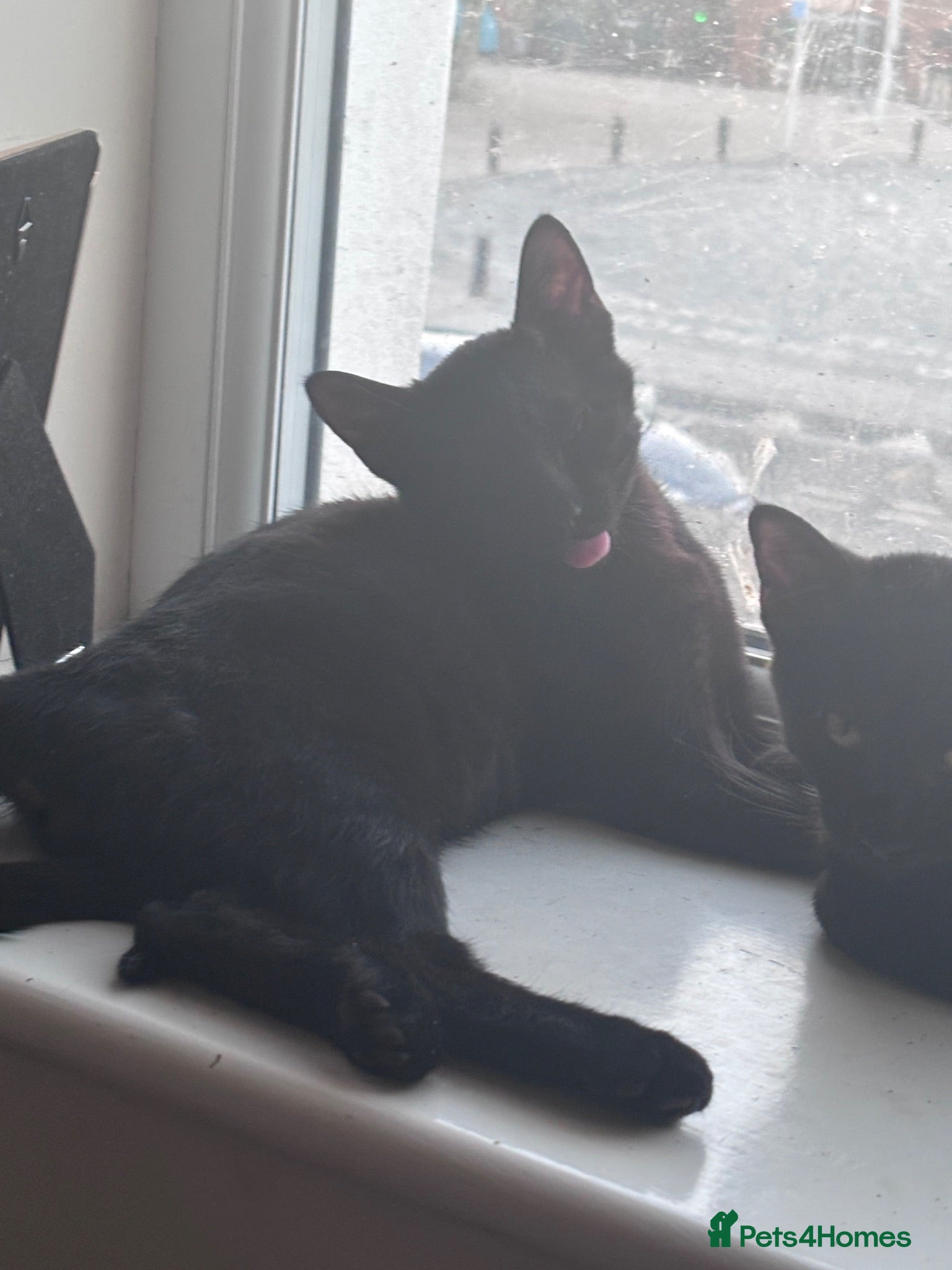 Bombay cats Two cats males 19 weeks £50 FOR BOTH TOGETHE - Advert 4