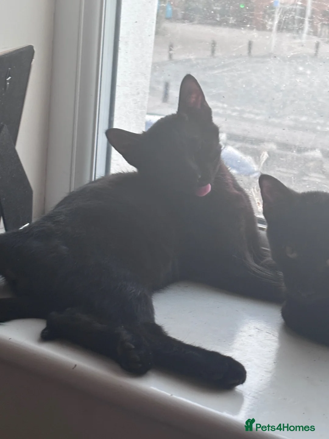 Bombay cats for sale: Two cats males 19 weeks £50 FOR BOTH TOGETHE in Eastbourne - Advert 1