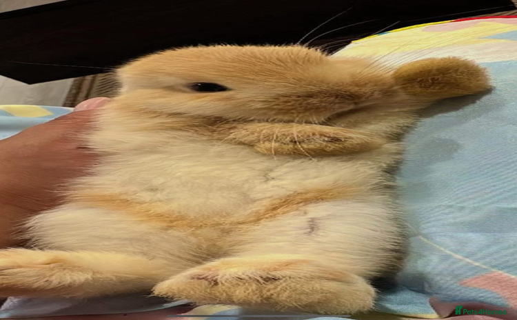 Mini Lion Lop rabbits - Advert 4