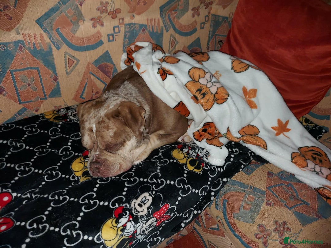 American Bully dogs for sale: Male Pocket Bully  - Advert 2