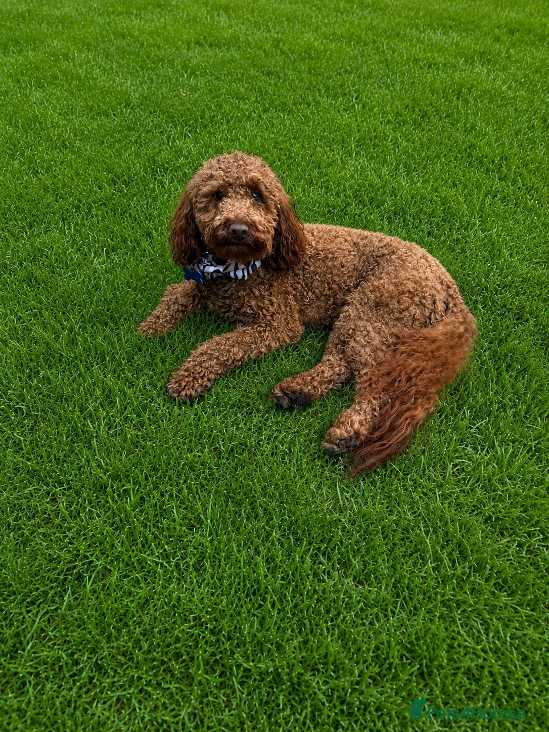 Toy Poodle dogs Handsome Red Toy Poodle Carlos for stud  - Advert 19