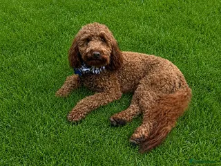 Toy Poodle dogs Stunning Red Toy Poodle Carlos for stud - Advert 1