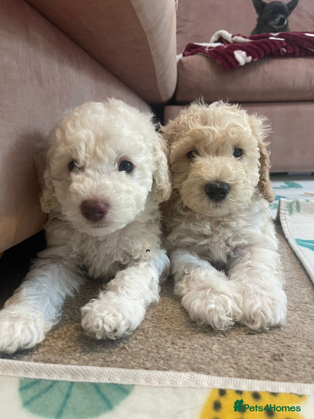 Cockapoo dogs for sale: *READY NOW* Beautiful F1b Cockapoo Puppies - Image 20