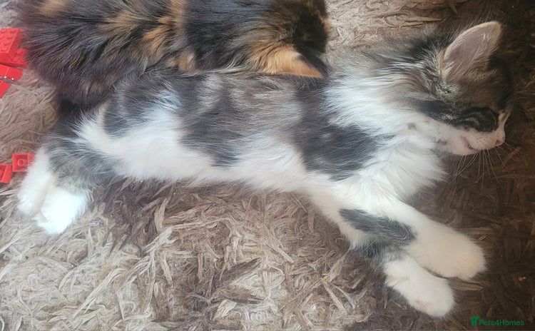 Mixed Breed cats in Wolverhampton - Advert 4
