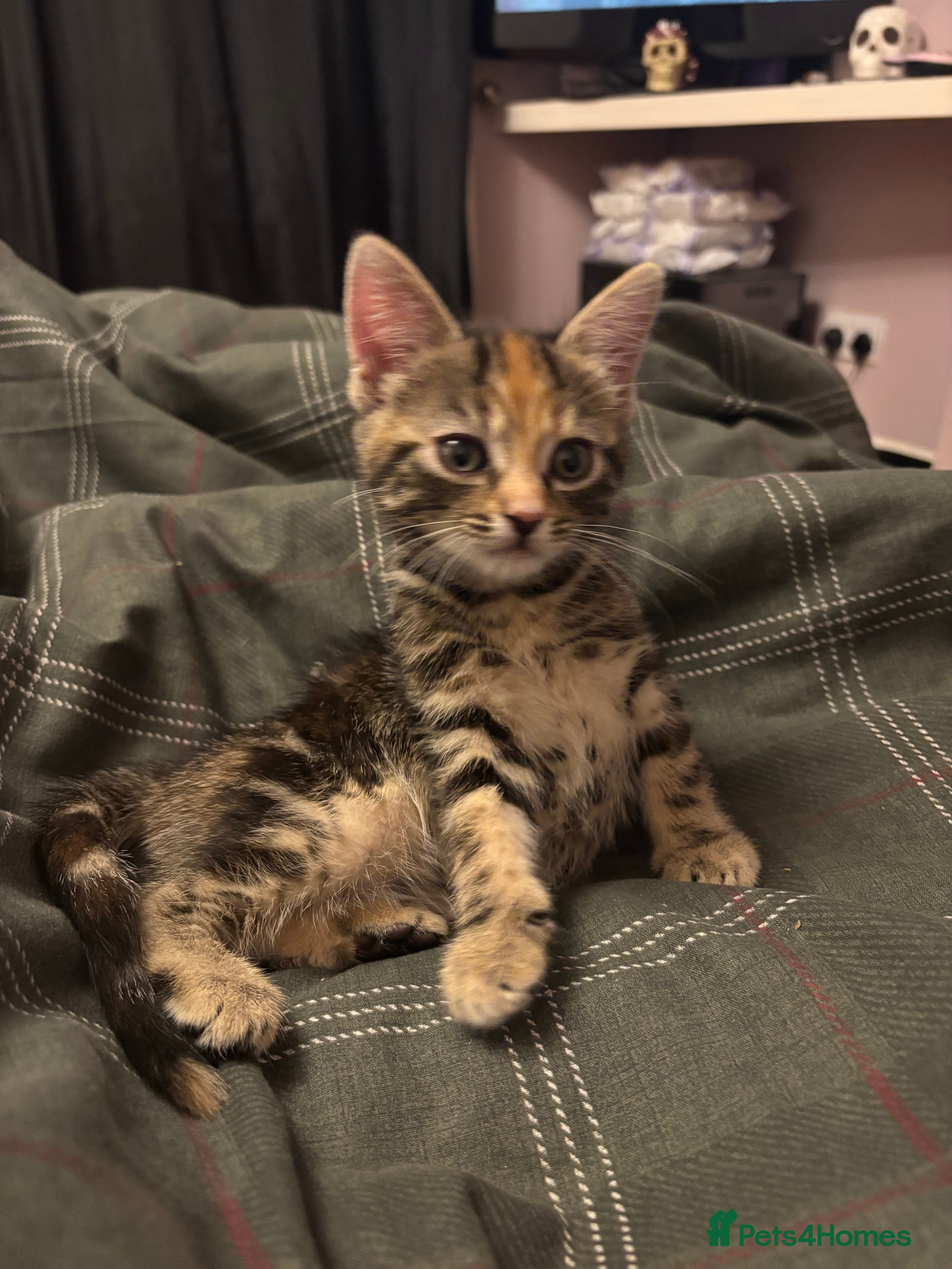 Mixed Breed cats Kitten one little girl left bengal x mainecoon🐈 - Advert 1