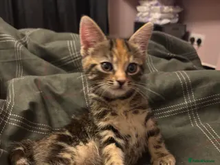 Mixed Breed cats Kitten one little girl left bengal x mainecoon🐈 - Advert 1