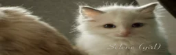 Ragdoll cats for sale: TICA championship Ragdoll Kittens  in London - Advert 3