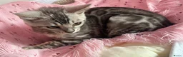 Bengal cats for sale: Silver Grey Male TICA Kitten - Advert 4