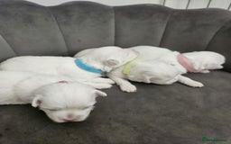 Maltese dogs for sale: 🐾 Adorable Maltese Puppies 🐾  - Image 5