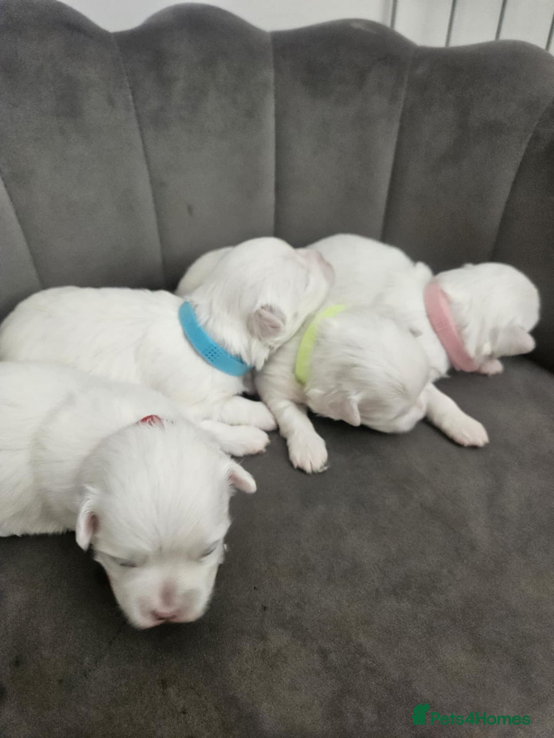 Maltese dogs for sale: 🐾 Adorable Maltese Puppies 🐾  - Image 5
