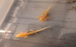 Axolotl reptiles for sale: Baby axolotls  - Image 1
