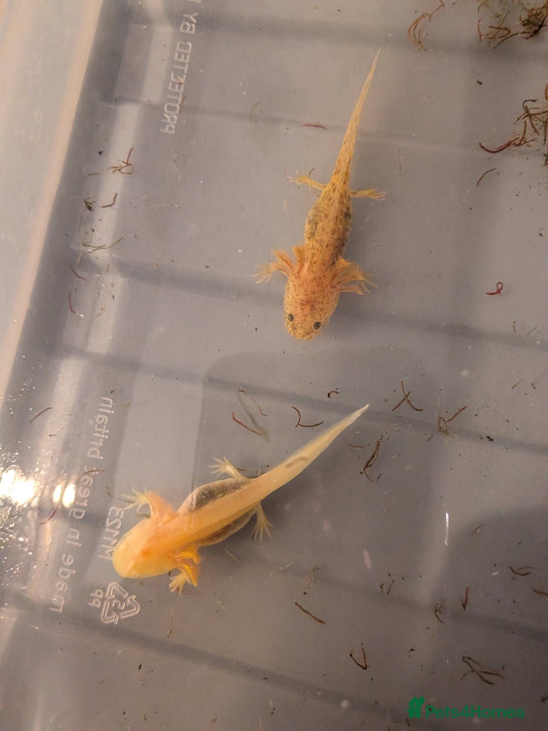 Axolotl reptiles for sale: Baby axolotls  - Image 1