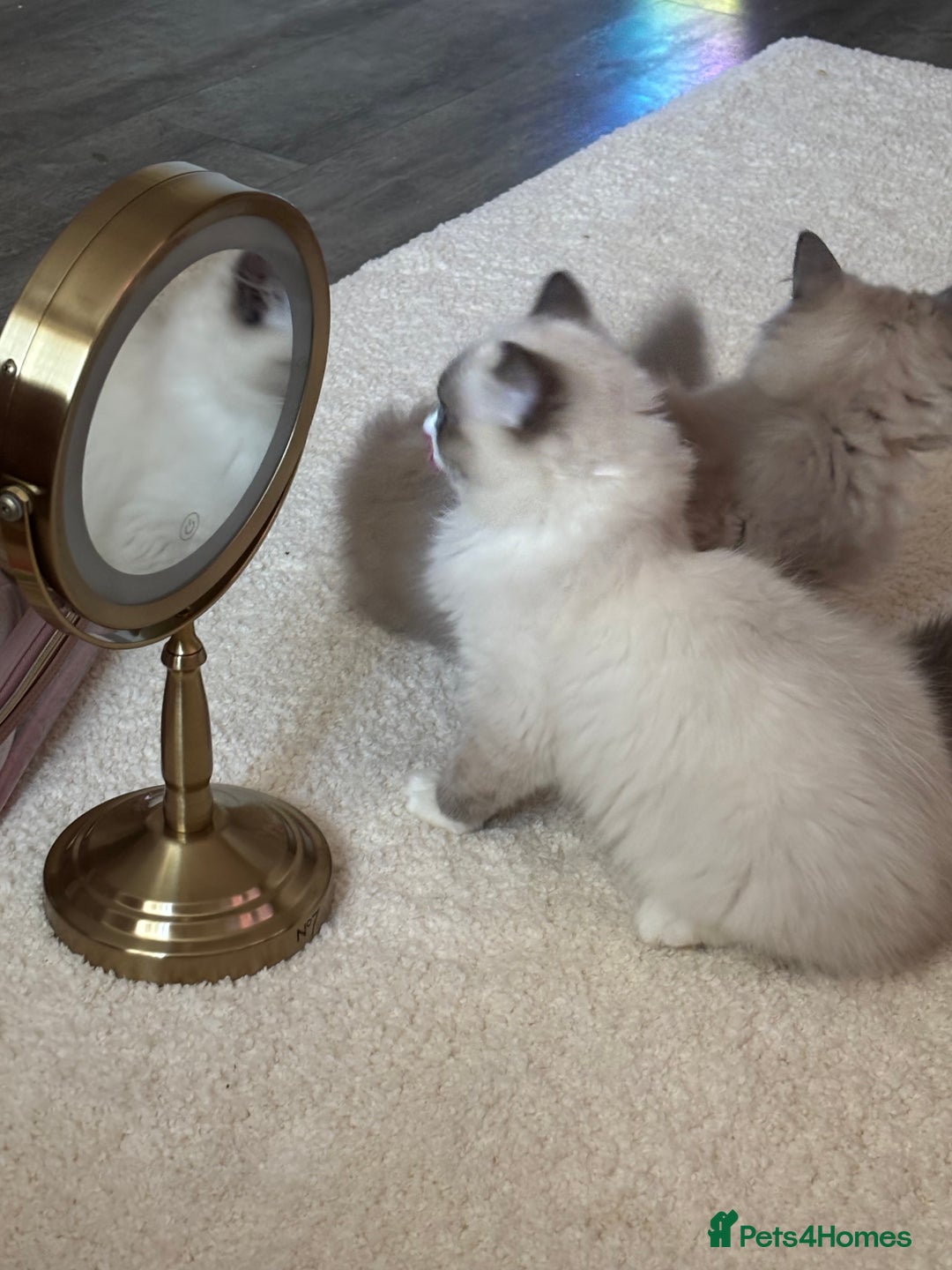 Ragdoll cats for sale: Beautiful blue mitted girl  - Advert 6