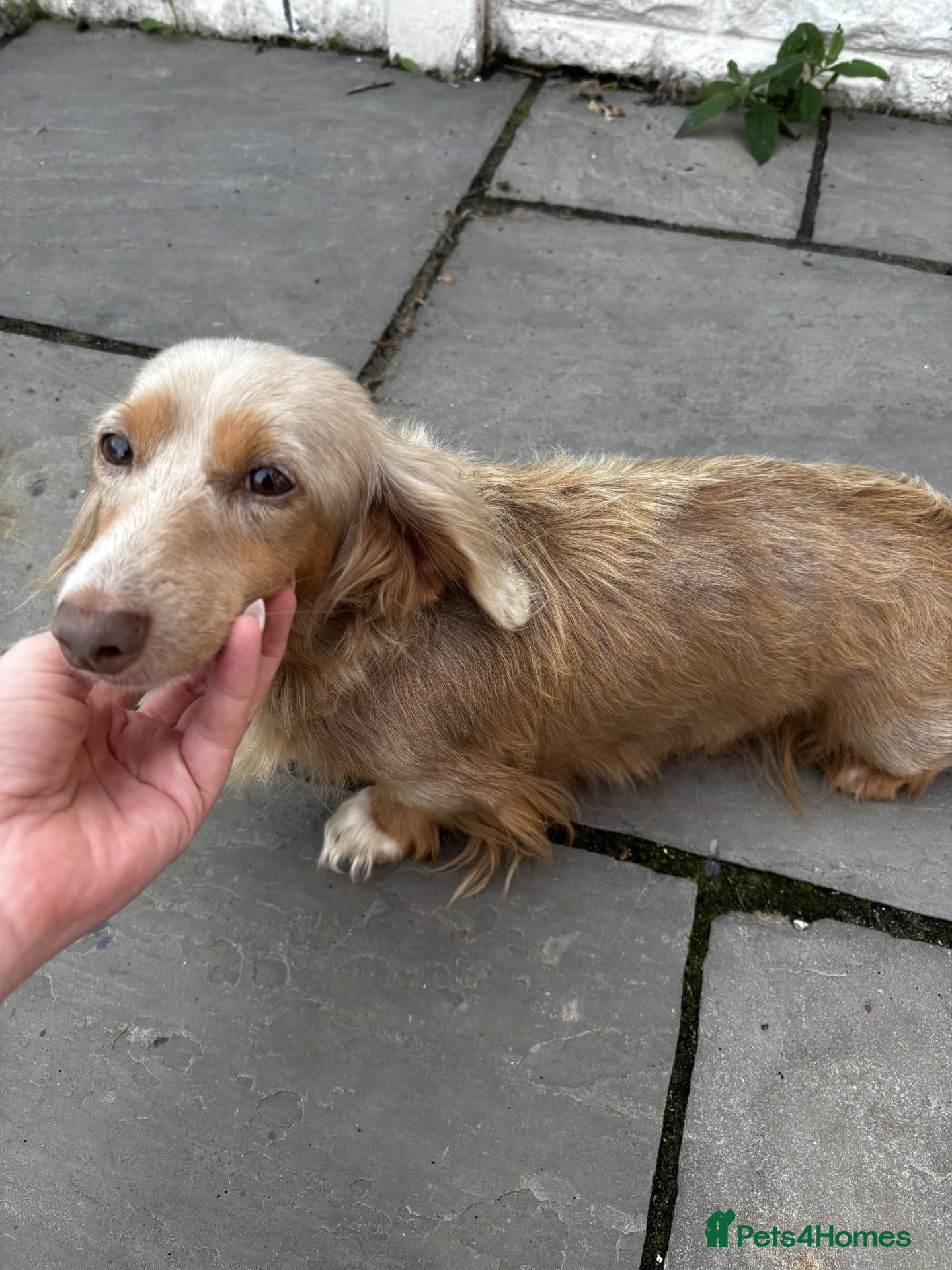 Miniature Dachshund dogs Long Haired Miniature Dachshund Puppies - Advert 11