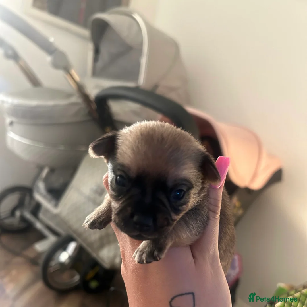 Pomchi dogs for sale: POMCHIS - Advert 2