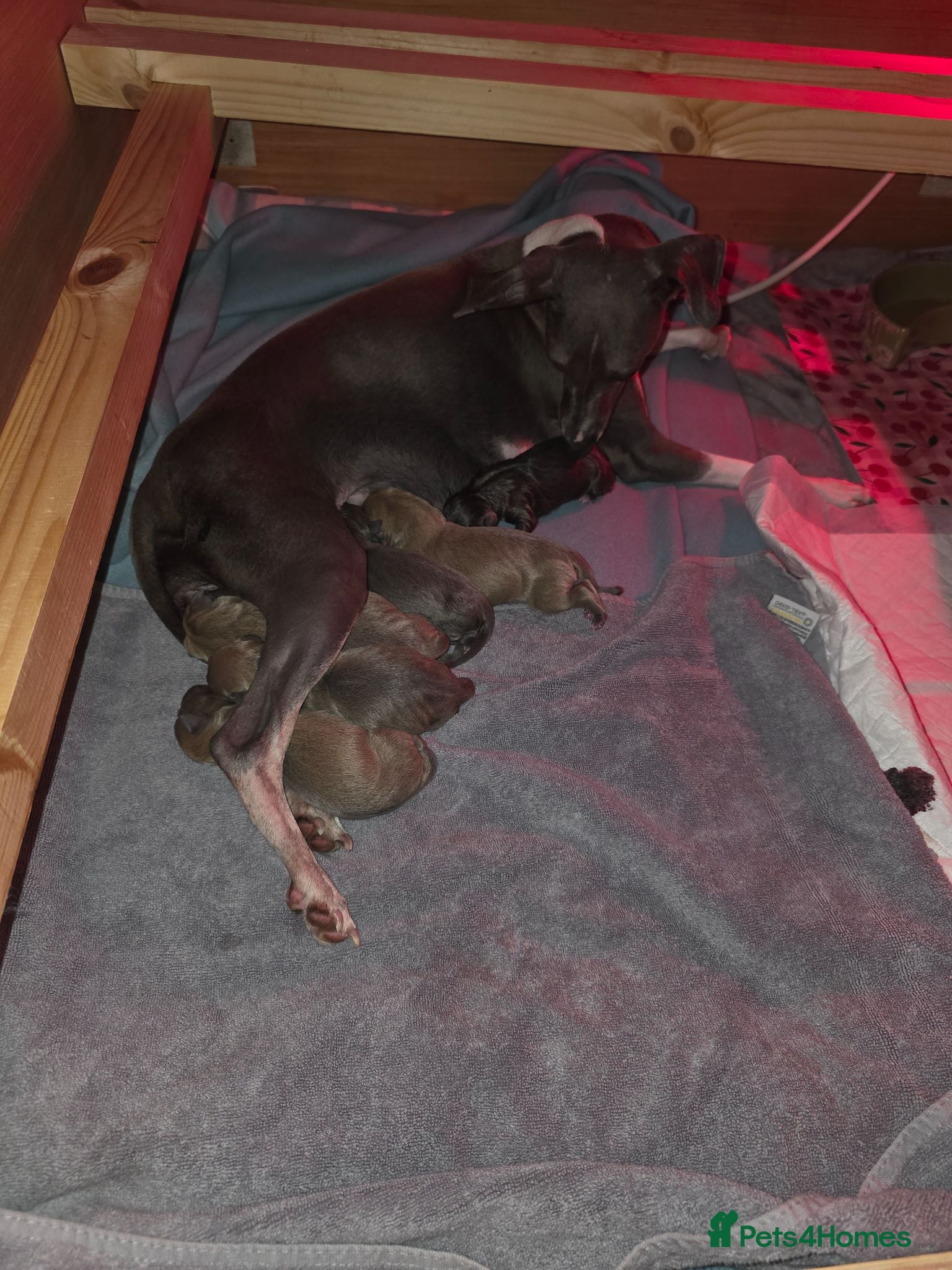 Italian Greyhound dogs 6 Beautiful Italian Greyhound Puppies  - Advert 3