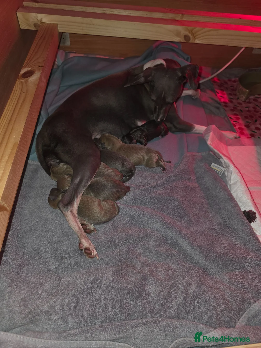 Italian Greyhound dogs for sale: 6 Beautiful Italian Greyhound Puppies  - Advert 1