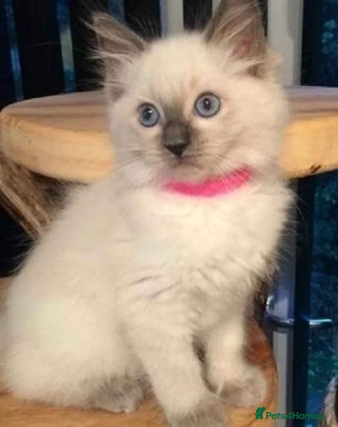 Ragdoll cats for sale: Family raised ragdolls kittens 7 weeks old - Advert 4