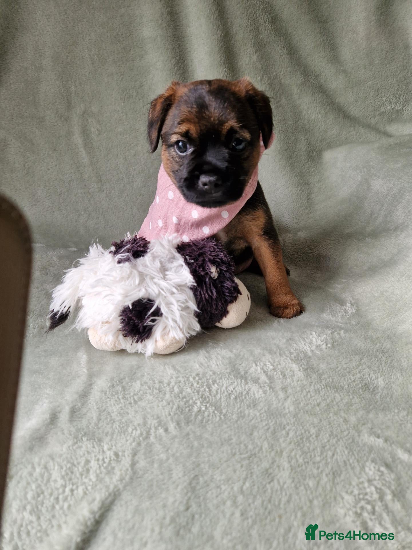 Border Terrier dogs Absolutely stunning border terrier pups slem clear - Advert 2