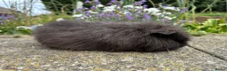 Guinea Pig rodents for sale: Friendly Swiss guinea pig boars (boys) - Advert 8