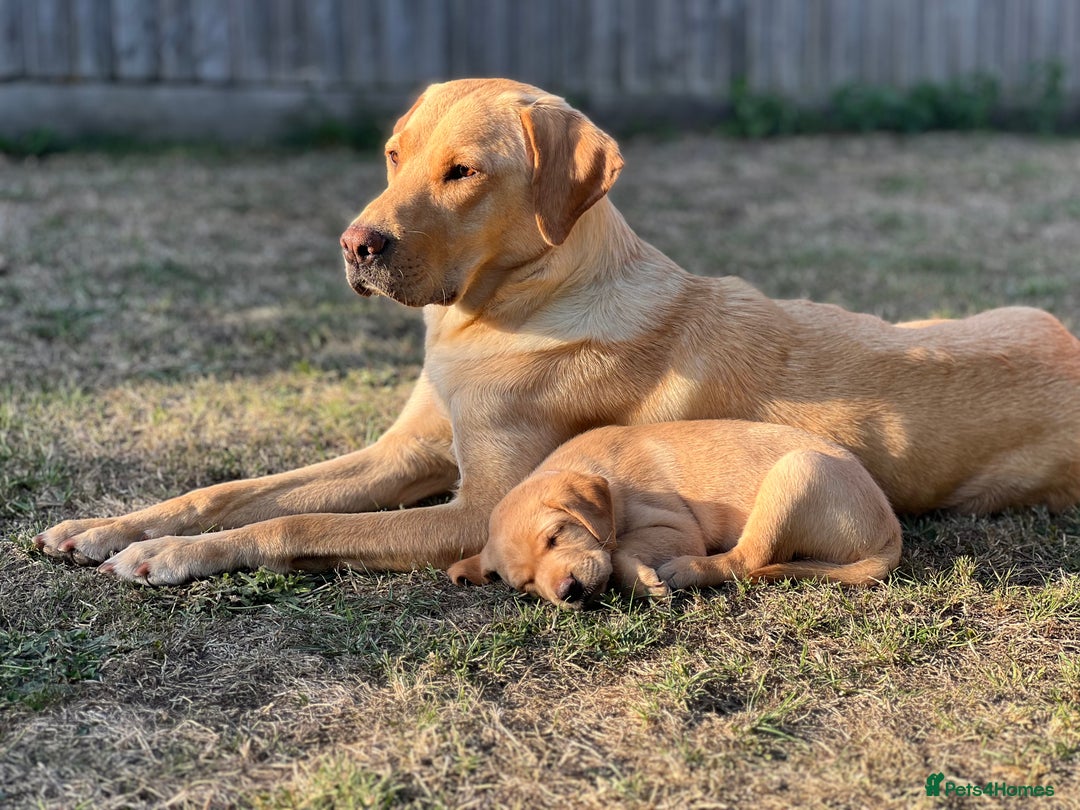Labrador Retriever dogs for sale: Labrador puppies in Shaftesbury - Image 21