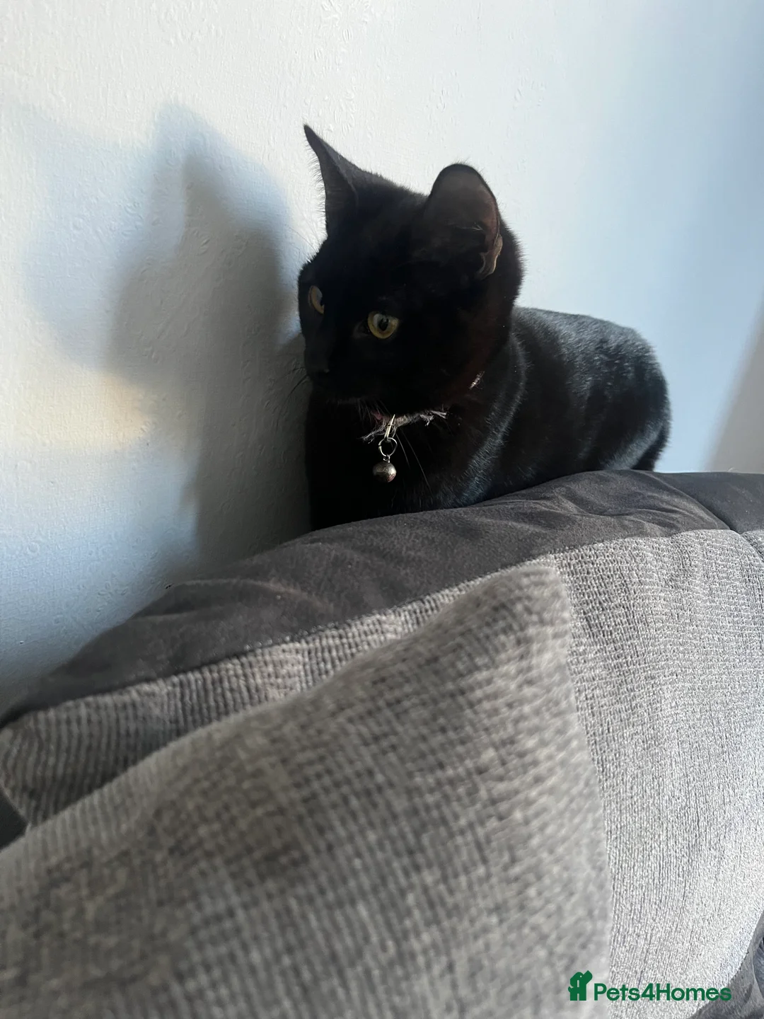 Mixed Breed cats for sale: 2 female cats for sale  - Advert 8