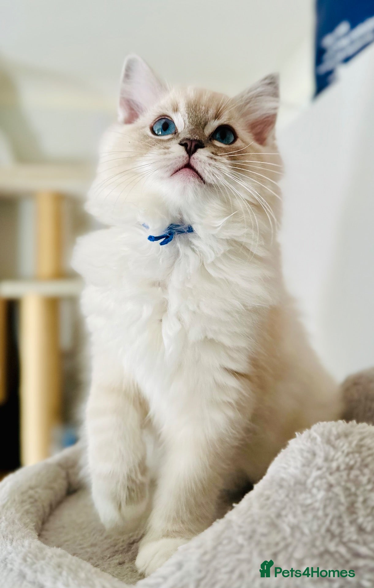 Ragdoll cats 💙 ACTIVE REGISTERED RAGDOL, DNA TESTED PARENTS 💙 - Advert 20