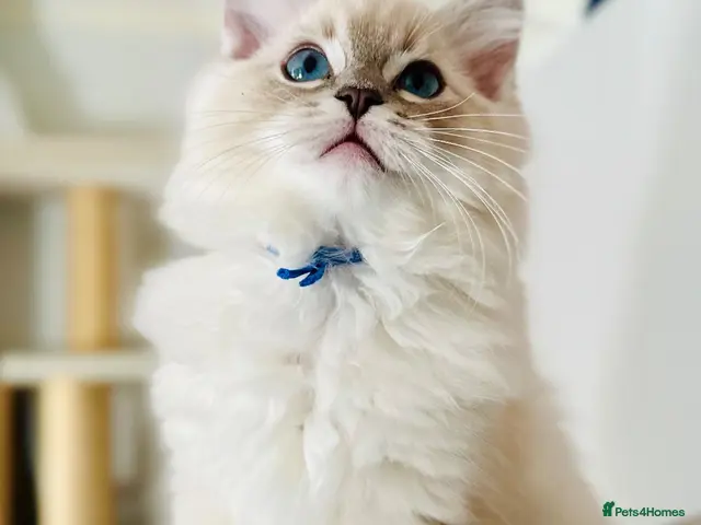 Ragdoll cats 💙 ACTIVE REGISTERED RAGDOL, DNA TESTED PARENTS 💙 - Advert 20