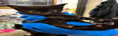 Aa