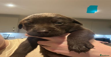 Labrador Retriever dogs - Advert 6