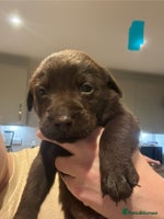 Labrador Retriever dogs - Advert 8