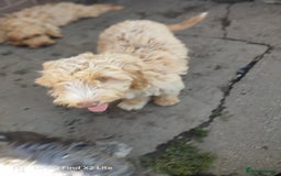 Cockapoo dogs for sale: 2 beautiful cockapoo desperate for forever homes  - Image 31
