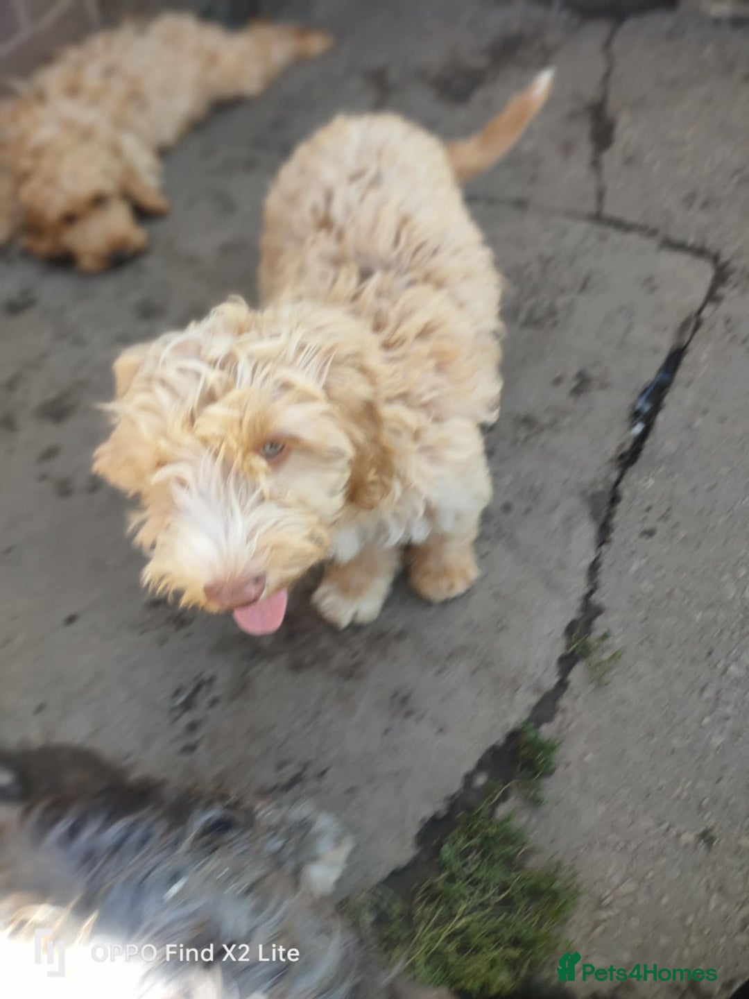 Cockapoo dogs for sale: 2 beautiful cockapoo desperate for forever homes  - Image 31