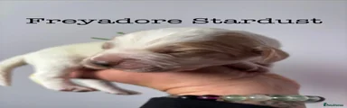 Freyadore Stardust