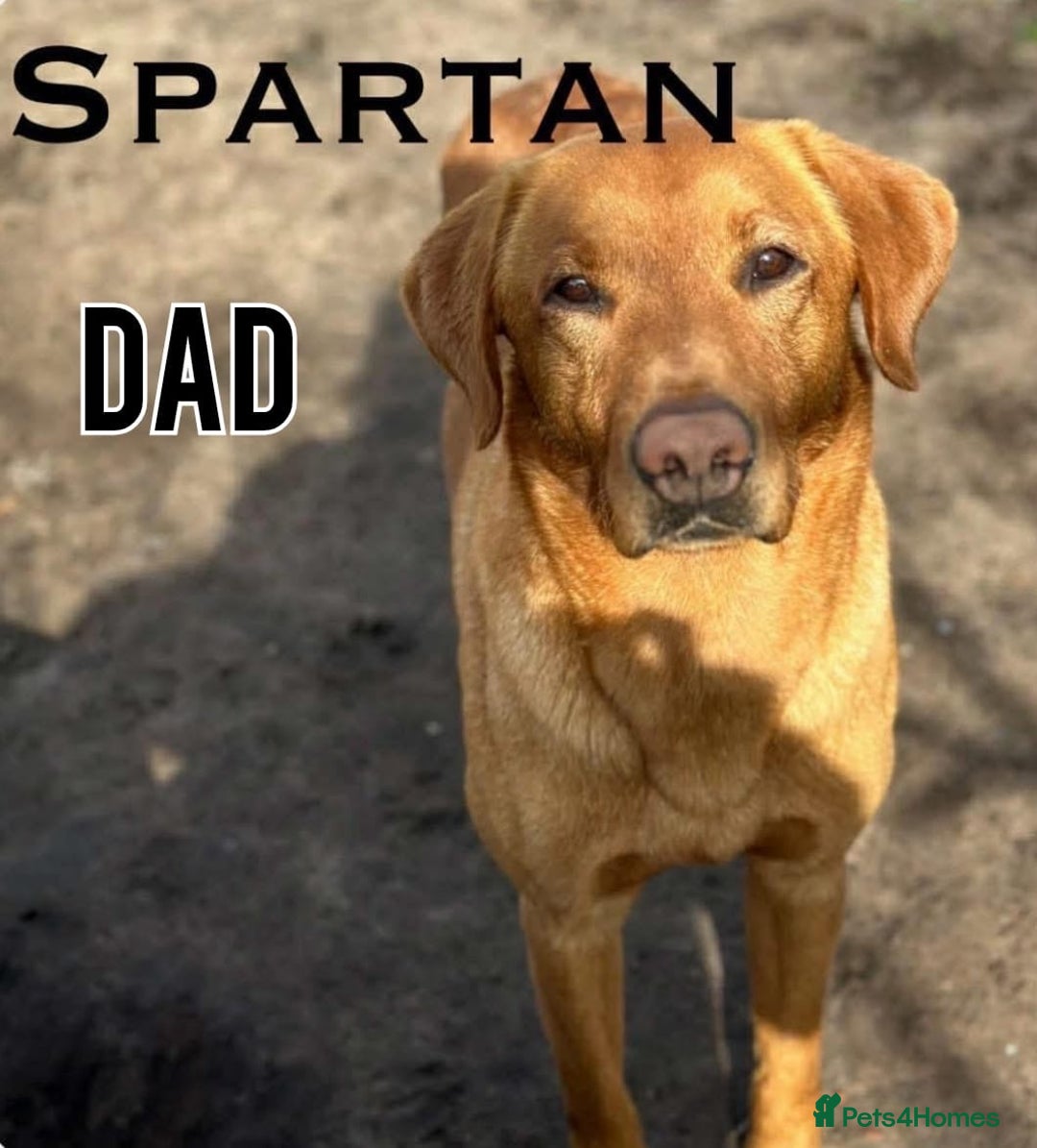 Labrador Retriever dogs for sale: Black/Golden Labrador Pups - Image 9