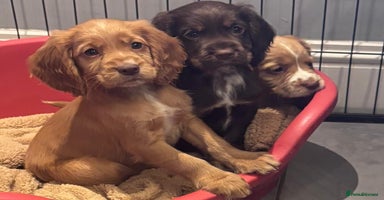 Cocker Spaniel dogs - Advert 16
